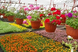 Многолетняя