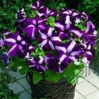 Петуния Ультра