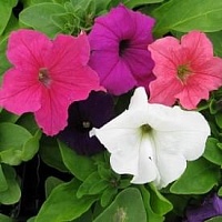Петуния Лимбо