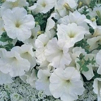 Петуния Горизон