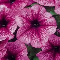 Петуния Мираж