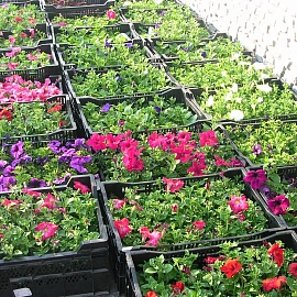 Однолетняя