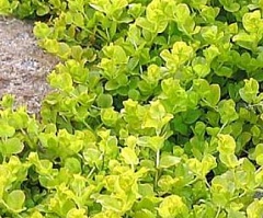 Вербейник Монетчатый