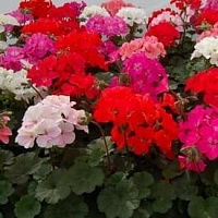 Пеларгония