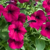 Петуния Фалькон