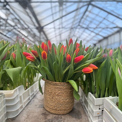 Красно-желтый