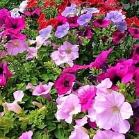 Петуния Мамбо