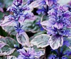 Живучка Ползучая