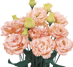 Alissa Light Apricot Impr