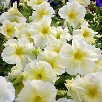 Петуния Призм