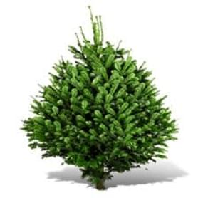 Ель Датская