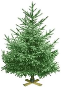 Ель Русская