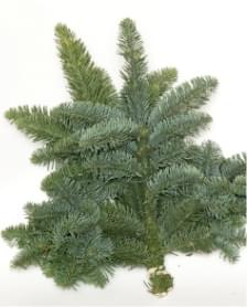 Лапник нобилис