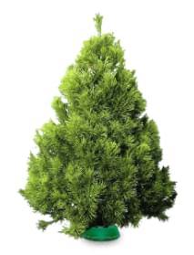 Канадская сосна в кадке