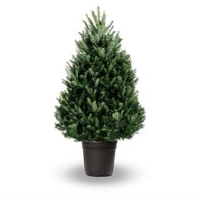 Пихта фразера в кадке