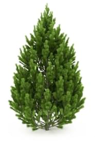 Русская сосна