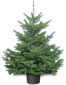 Датская ель в кадке